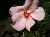 Petit Papillon